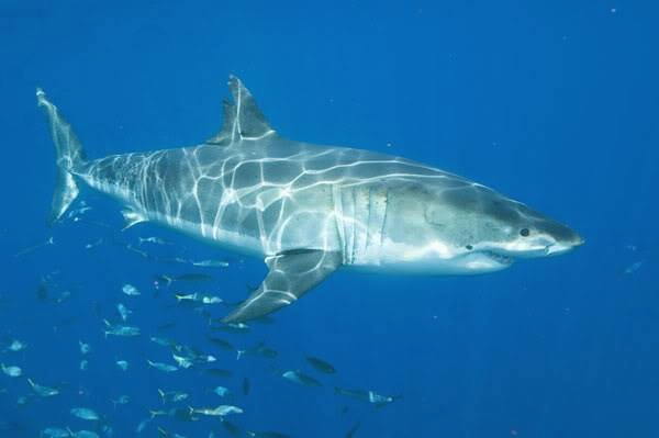 Большая белая акула или кархародон